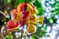 Fire Lily or Glory Lily Gloriosa superba called flame, climbing or creeping lily or tiger claw. The species is tender, tuberous