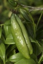 Fire lily seed pod Royalty Free Stock Photo