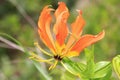 Fire Lily - Wild Flower Background - Delicate Composition Royalty Free Stock Photo