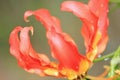 Fire Lily - Wild Flower Background - Nature's Romance