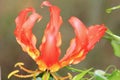 Fire Lily - Wild Flower Background - Nature's Romantic Beauty