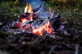 Fire. Macro. Bonfire in the night forest. Closeup. Royalty Free Stock Photo
