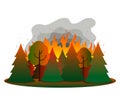 Fire in a mixed coniferous forest. Tongues of flame and smoke on the background of fir trees and trees