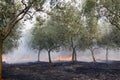 Fire in olive grove Royalty Free Stock Photo