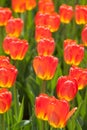 Fire orange and yellow tulips Royalty Free Stock Photo