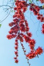 Fire of Pakistan flower Royalty Free Stock Photo