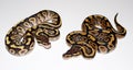 Fire Phantom and Fire Royal Python Royalty Free Stock Photo