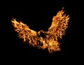 Fire Phoenix rising Royalty Free Stock Photo