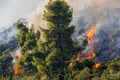 Fire in a pine forest in Kassandra, Royalty Free Stock Photo