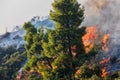 Fire in a pine forest in Kassandra, Royalty Free Stock Photo