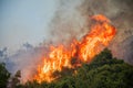 Fire in a pine forest in Kassandra,