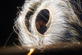 Fire Poi Performance on Beach at Night. Royalty Free Stock Photo