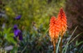 Fire Poker Flower with plant background