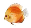 Fire Red Discus (fish) - Symphysodon aequifasciatu Royalty Free Stock Photo