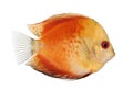 Fire Red Discus (fish) - Symphysodon aequifasciatu Royalty Free Stock Photo