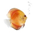 Fire Red Discus fish, Symphysodon aequifasciatus Royalty Free Stock Photo