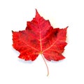 Fire Red Maple Leaf Isolated on White Royalty Free Stock Photo