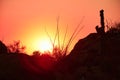 Fire red sky over Saguaros and desert plants during wildfire season Royalty Free Stock Photo