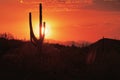 Fire red sky over Saguaros and during wildfire season in Arizona Royalty Free Stock Photo