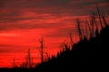 Fire Red Sunrise Light with Silhouetted Dead Pine Trees on Mount Royalty Free Stock Photo