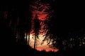 Firey Red Sunset through hauntingly dark woods