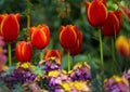 Fire red tulip with petals inlaid with gold rim