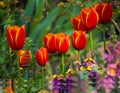 Fire red tulip with petals inlaid with gold rim