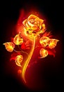 Fire rose on black background