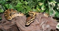 Fire Royal Python hatchling in foliage Royalty Free Stock Photo