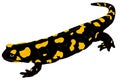 Fire Salamander