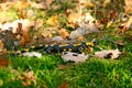 Fire salamander Royalty Free Stock Photo