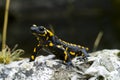 Fire Salamander Royalty Free Stock Photo