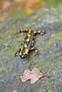 Fire salamander Royalty Free Stock Photo