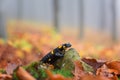Fire Salamander In The Autumn Misty Forest, Wild Animal In Nature