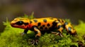 Fire salamander with black skin and colorful spots standing on green moss on blurred background Royalty Free Stock Photo