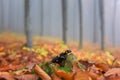 Fire salamander in the autumn misty beech forest, wild animal in nature Royalty Free Stock Photo