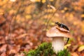 Fire salamander a black yellow spotted on boletus or porcini mushroom in the autumn beech forest, rare animal Royalty Free Stock Photo