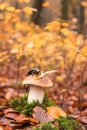 Fire salamander a black yellow spotted on boletus or porcini mushroom in the autumn beech forest, rare animal