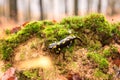 Fire salamander a black yellow spotted on green moss in the autumn beech forest, rare animal Royalty Free Stock Photo