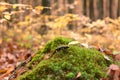 Fire salamander a black yellow spotted on green moss in the autumn beech forest, rare animal Royalty Free Stock Photo