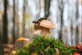 Fire salamander with boletus mushroom in the autumn forest, rare wild animal in natural environment