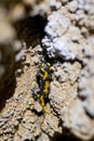 Fire salamander in a cave Royalty Free Stock Photo