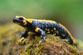 Fire salamander Royalty Free Stock Photo