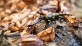 Fire salamander crawling on foliage in autumn nature.