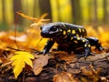 Fire salamander on forest floor Royalty Free Stock Photo