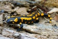 Fire salamander on forest floor Royalty Free Stock Photo