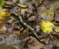 Fire salamander on the ground Royalty Free Stock Photo