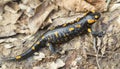 Fire salamander on the ground in forest Royalty Free Stock Photo