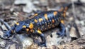 Fire salamander on the ground in forest Royalty Free Stock Photo