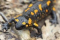 Fire salamander on the ground in forest Royalty Free Stock Photo